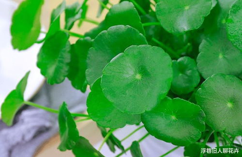 铜钱草为什么不让开花 铜钱草什么属相不能养