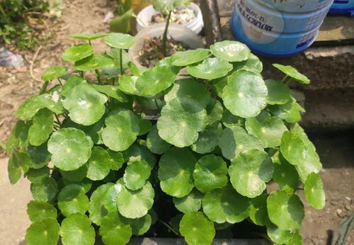 铜钱草最怕的三种水 铜钱草浇什么水最好
