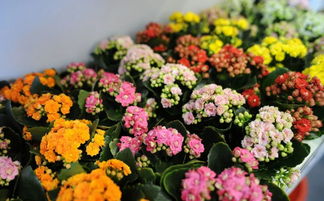 长寿花一年开几次花期 长寿花为什么致癌