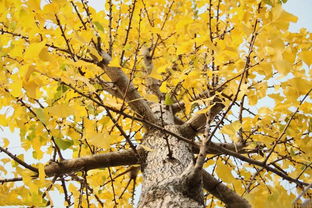 银杏叶的古代雅称 银杏的雅号