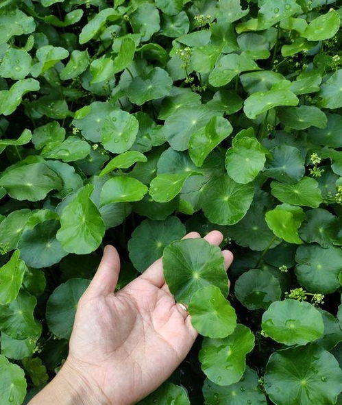 铜钱草开花了好不好 铜钱草的风水忌讳