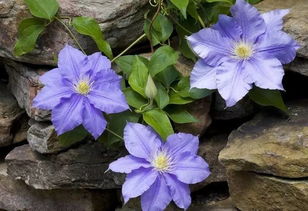 铁线莲浇水的正确方法 铁线莲缺水和立枯区别