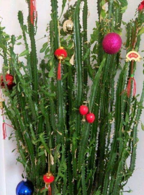 镇宅最吉利的三种花 风水里最吉祥的花