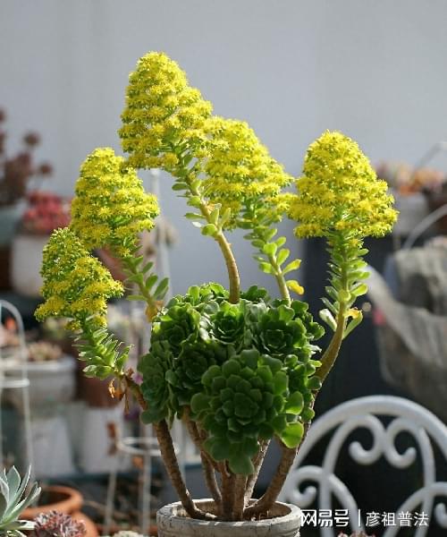 铜钱草开花后怎么处理 铜钱草开花的兆头