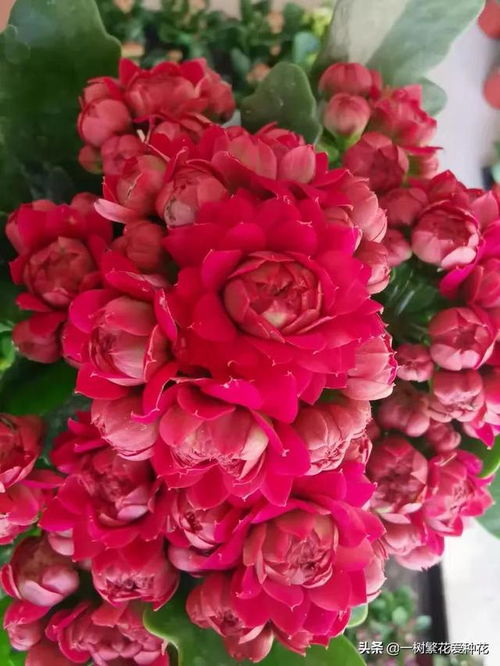 长寿花八月份能打顶吗 长寿花最后一次打顶