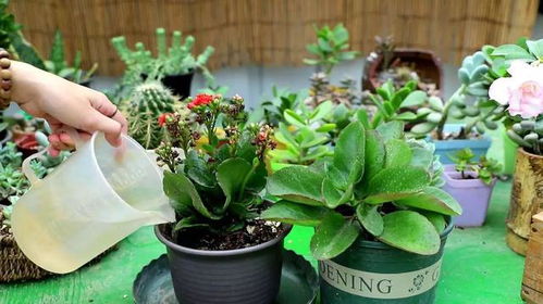 长寿花夏天可以修剪吗 长寿花立秋后能打顶吗