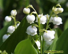 铃兰一年开几次花 铃兰第二年还能开花吗