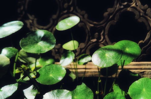 铜钱草水养要放泥土吗 铜钱草用沙子和土哪个好