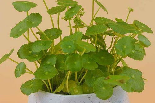 铜钱草的摆放风水禁忌 铜钱草什么属相不能养