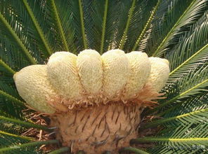 铁树花功能主治 铁树花能治哪些癌症