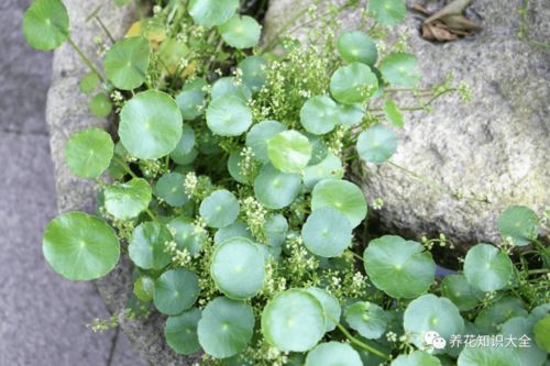 铜钱草水养和土养哪个更好 铜钱草风水大忌