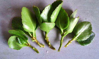 长寿花8月份可以扦插吗 立秋后可以扦插长寿花吗