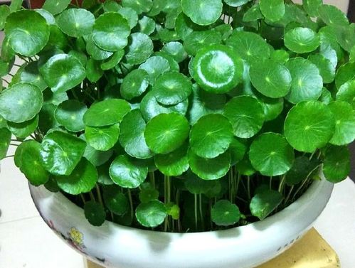铜钱草开花寓意什么兆头 铜钱草风水大忌