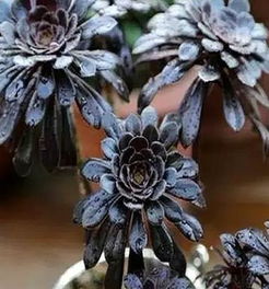 霸王鞭几月份打顶最好 霸王鞭如何一头变多头