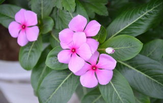 长春花怕暴晒吗 长春花夏天怎么养