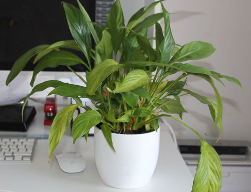 除甲醛最好的十大植物 甲醛最怕的3个土方法