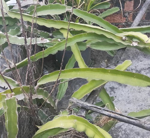 阳台火龙果的种植方法 火龙果一年收获几次