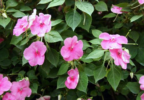 长春花散发的气体有毒吗 长春花为什么叫夺命花