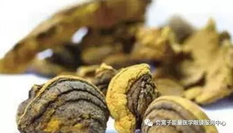 长期吃桑黄导致肝中毒 每天喝桑黄水会肝损伤吗