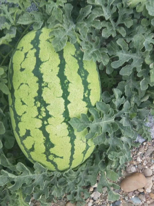 露天西瓜8月份还能种吗 西瓜最晚可以几月份种