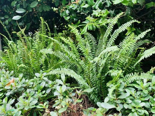 阴生植物是什么意思 常见的阴生植物有哪些