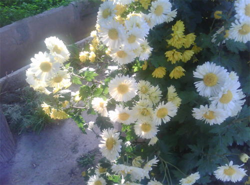 雏菊花语是什么意思 寓意 小雏菊为什么不能送人
