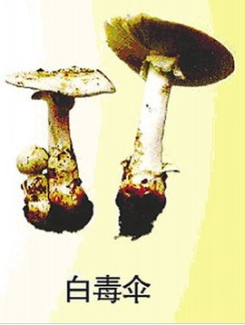 菌子是植物吗 菌子识别