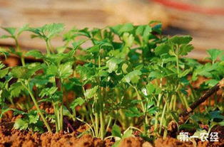 香菜最佳播种时间表 香菜8月中旬能种吗