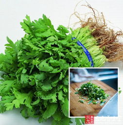 香菜种子泡三天了还会发芽吗 香菜种泡几个小时可以种