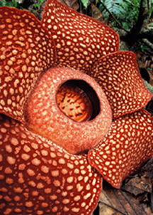 食人花图片 真实照片 真正的食人花