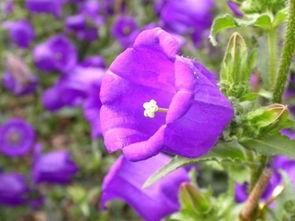 风铃草象征着什么 送风铃草是什么意思