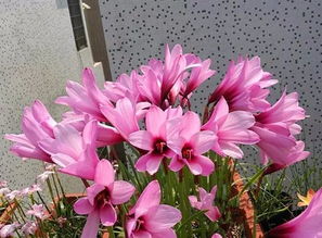 风雨兰为什么叫风雨兰 家里为什么不能种风雨兰