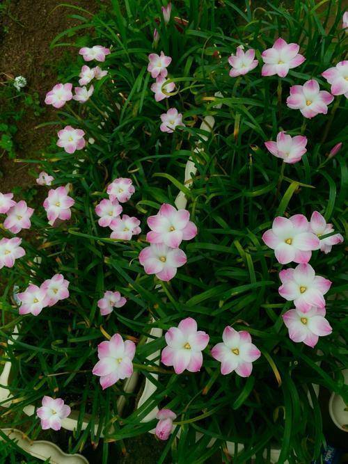 风雨兰只长叶子不开花怎么回事 风雨兰怎样修剪才多开花