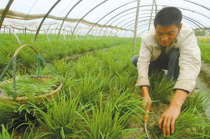 韭菜籽怎么种植方法视频 立秋后韭菜籽播种时间和方法