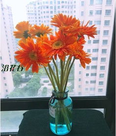 非洲菊不吉利十大不吉利花 为什么非洲菊不能放家里