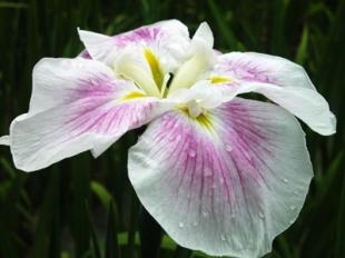 风铃花放家里吉不吉利 风铃花的风水作用