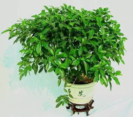 非洲茉莉几月份修剪 非洲茉莉几年开花一次