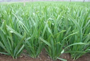 韭菜根种植方法全过程 立秋后韭菜籽播种时间和方法
