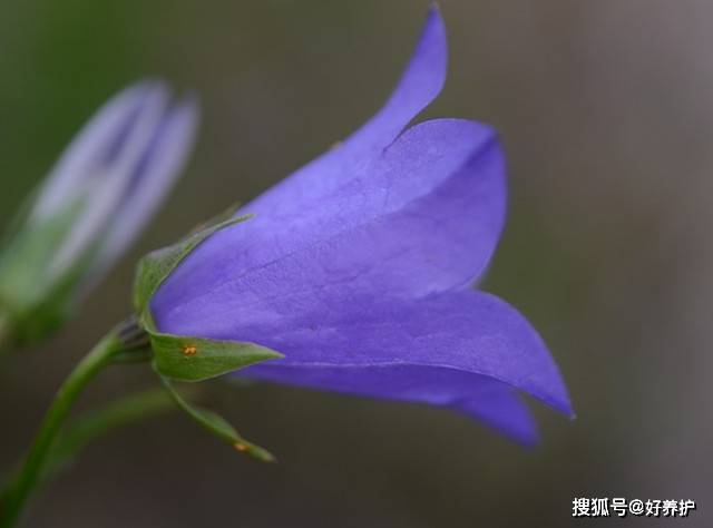 风铃草花瓣透明的像什么 风铃草花朵像