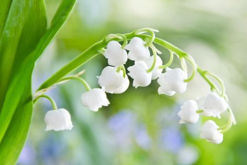 风铃草和铃兰花的区别 风铃花和铃兰花图片对比