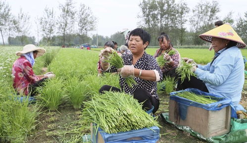 韭菜长粗最快的方法 韭菜的最佳肥料是什么