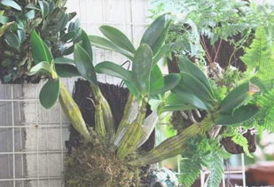 顶级石斛是什么品种 石斛哪个品种药用价值高