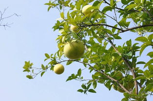 香橼吃了有什么好处 新鲜香橼可以直接吃吗