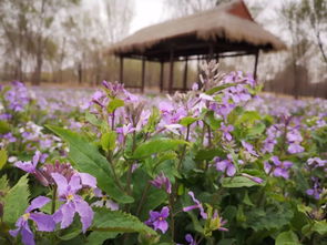 非常漂亮的花 冷门却惊艳的花