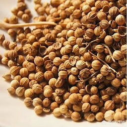 香菜籽搓开图片 香菜籽如何压碎种子