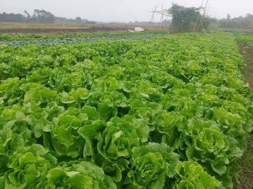 马蹄什么季节种植最好 马蹄的栽种时间和方法