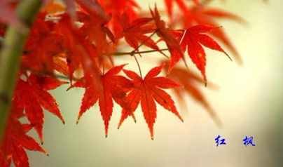 鸡爪槭属于枫树吗 鸡爪槭与红枫的区别