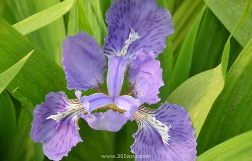 鸢尾花隐藏花语 鸢尾花为什么不吉利