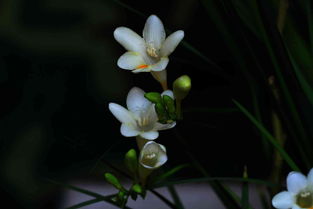 香雪兰夏天怎么养 香雪兰休眠期如何管理