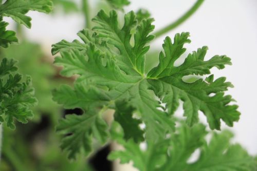 驱蚊草怎么养才能更旺盛 驱蚊草浇水的正确方法